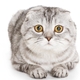 Image for article titled Cat Brought in for Flea Bath Accidentally Gets Euthanized